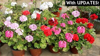 RIGHT Way To GROW Geranium From SEEDS AZ Info With ALL CARE Tips [upl. by Jannel857]