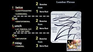 Lumbar Plexus  Everything You Need To Know  Dr Nabil Ebraheim [upl. by Anoi]