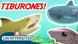 Los Octonautas Oficial en Español  ¿A quién le gustan los tiburones  Compilacion [upl. by Marfe130]