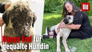 Misshandelte Hündin Mirle hat eine neue Familie [upl. by Joana843]