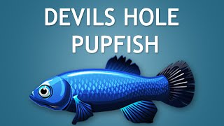 Elltharis  DEVILS HOLE PUPFISH 5★ [upl. by Elleret]