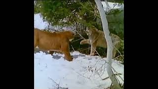 Canadian Lynx vs Mountain Lion Very rare fight [upl. by Solim]