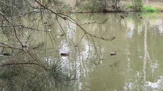 Ducks Swimming in the Pond Ambarvale Australia [upl. by Aber]