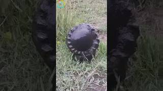 Shaligram big size shaligram shila  gandaki river shaligram 💐💐shorts short shortsfeed [upl. by Pentheam]