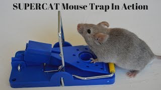 SUPERCAT Mouse Trap In Action With Motion Cameras Full Review Mousetrap Monday [upl. by Hartzell]