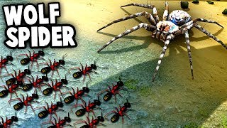 GIANT SPIDER vs Ant Army Colony Wolf Spiders vs NEW ANT Species Empires of the Undergrowth [upl. by Nnyltiac]