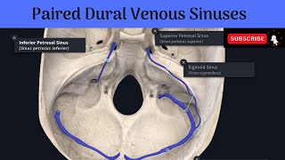 Paired Dural Venous Sinuses  Transverse  Sigmoid  Superior Petrosal  Inferior Petrosal  Others [upl. by Amihsat868]