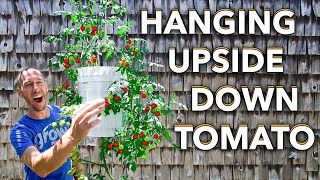 Heres How to Grow Tomatoes Upside Down [upl. by Enirok578]