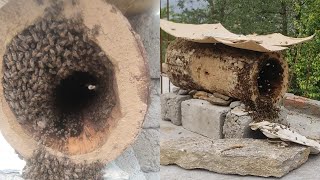 Swarming in honey bees 🐝traditional log hive beekeeping [upl. by Creedon]