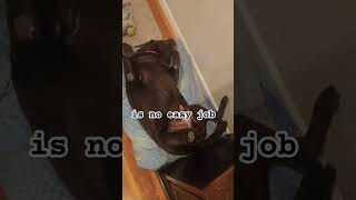 Proffesional napper dog doglover cute funny labradorretriever [upl. by Ahsiened]