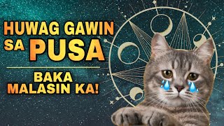 HUWAG GAWIN ITO SA PUSA PARA PATULOY ANG SWERTE  Never do this to your LUCKY CAT 2025 [upl. by Ybrad861]