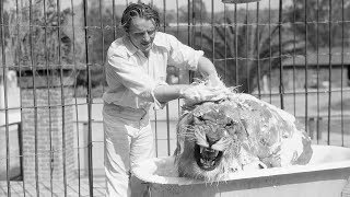 Famous MGM Lion Jackie Gets A Bath [upl. by Yuji613]