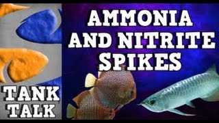 quotAmmonia and Nitrite spikesquot Tank Talk 81913 Presented by KGTropicals [upl. by Nepets]