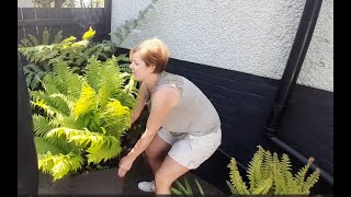 How to create a beautiful fernery in a small shady courtyard [upl. by Ykcir]