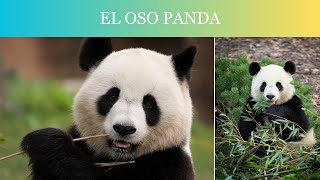 OSO PANDA El Tesoro Nacional de CHINA y su HÁBITAT NATURAL [upl. by Timus]