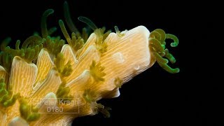 Time lapse of staghorn hard coral growing close up of polyps [upl. by Hsekin]