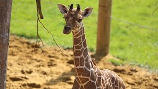 Baby giraffe gives its mum the run around [upl. by Meid]