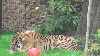 ZSL London Zoo  Tiger Territory  Talk amp Feeding [upl. by Nylsor]