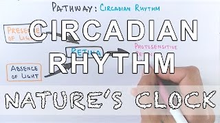 Circadian Rhythm  Pathway of Biological Clock [upl. by Ja]