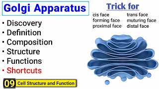 Golgi Apparatus structure and function  Complete Concept  Peak Lectures [upl. by Uhn]