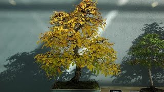 Bonsai Autumn Leaf Colour [upl. by Fording133]