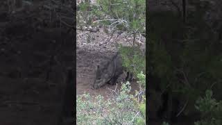 Wild Javelina being cute collared peccary [upl. by Mihar156]