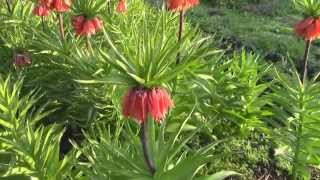 Магия цветов Фритиллярия  Рябчик императорский Fritillaria imperialis [upl. by Oirelav]