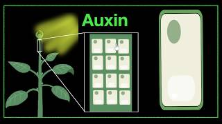 Major plant hormones amp how to remember  Control amp Coordination  Biology  Khan Academy [upl. by Ranger]