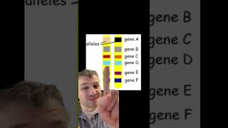 Genes vs Alleles [upl. by Guillaume]