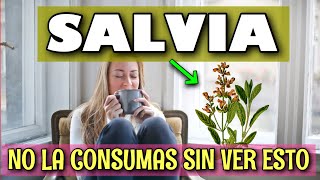 😍 SALVIAS PARA que SIRVE 🙌 10 BENEFICIOS GENIAL 😁 Salvia officinalis [upl. by Perlie]