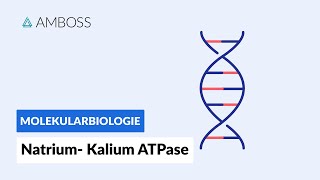 Funktionsweise der NatriumKaliumATPase  Biochemie  Physiologie  AMBOSS Video [upl. by Iramohs881]