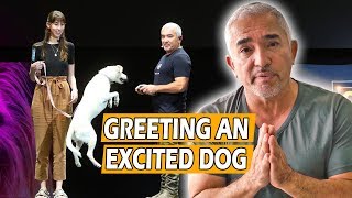 How To Calm An Excited Dog First Meeting  Live Dog Demo [upl. by Yerffe773]