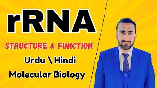 rRNA Structure and function  Ribosomal RNA  synthesis of Ribosome  Shahzad Rasool lecture rrna [upl. by Terina304]