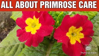 Primrose Plant Care and Fertilizer  How to Grow and Care Prim rosePrimula Plant [upl. by Geminius]