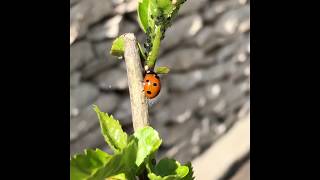 La coccinella mangia gli afidi miniclip [upl. by Kamin]