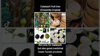 health benefits of Calabash tree fruit cresentia crujeta [upl. by Suoivatnod395]