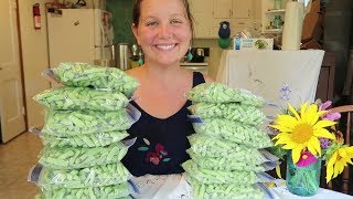 Freezing Green Beans Without Blanching Them First  Garden Harvest Preservation [upl. by Elokcin232]