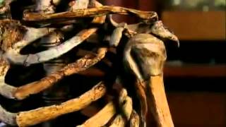 Neanderthals Human Extinction BBC Documentary [upl. by Amathist]