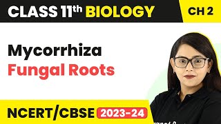 Mycorrhiza Fungal Roots  Biological Classification  Class 11 Biology Chapter 2  NCERTCBSE [upl. by Geminius]