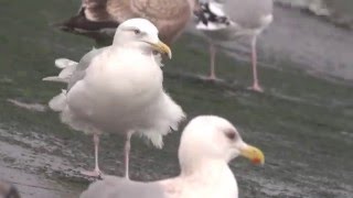 野鳥撮影・ ワシカモメ Glaucouswinged Gull [upl. by Verity]