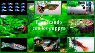 Acuario Empezando con los guppys [upl. by Htnamas64]