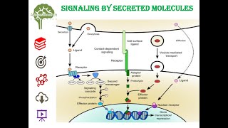 Signaling by Secreted Molecules neet net education cell cellbiology youtube youtubeshorts [upl. by Doty752]