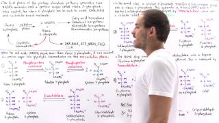 Nonoxidative Phase of Pentose Phosphate Pathway [upl. by Hally]