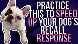 PRACTICE THIS TO SPEED UP YOUR DOGS RECALL RESPONSE [upl. by Wieren]