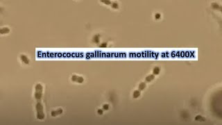 Enterococus gallinarum motility at 6400X [upl. by Airahcaz520]