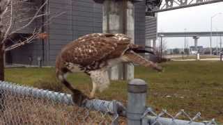 Bird of prey at Toronto Pearson airport monorail [upl. by Erodisi]