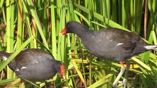 Common GallinuleMoorhen [upl. by Dyan]