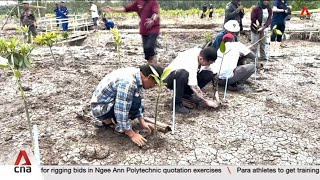 Over 15ha of mangroves planted under Temasek Foundations efforts in Indonesia [upl. by Aokek]