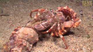 Incredible footage of hermit crab changing shells with anemones [upl. by Fesoj]