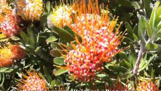 Leucospermum Veldfire  Pincushion [upl. by Enyahs]